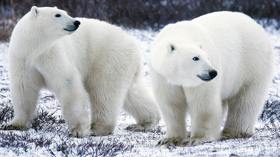 europe times european news trendy daily Mass invasion of polar bears in Russian islands 2