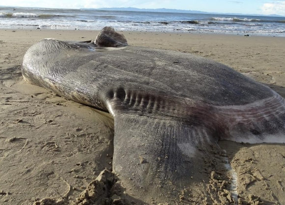 europe-times-news-world-daily-trending-A huge rare fish washes up on California beach
